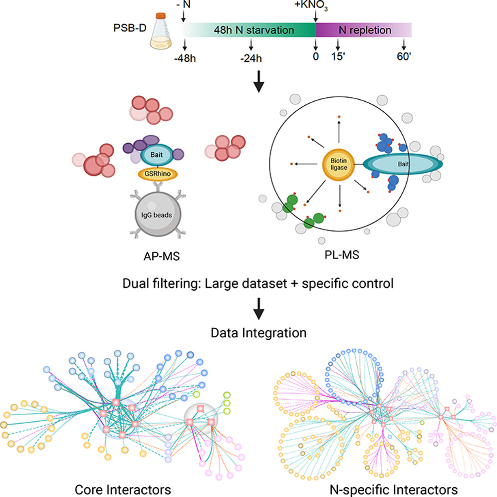 Geert De Jaeger's lab @dejaegerlab.bsky.social (@g_de_jaeger_lab) on Twitter photo Check out our latest work in <a href="/molcellprot/">Molecular & Cellular Proteomics</a> where we mapped a #nitrogen specific protein interaction network around the #SnRK1 and #TOR kinases in #Arabidopsis, highlighting a key role for the #ER as a hub for integration of #nutrient levels
doi.org/10.1016/j.mcpr… Check out our latest work in <a href="/molcellprot/">Molecular & Cellular Proteomics</a> where we mapped a #nitrogen specific protein interaction network around the #SnRK1 and #TOR kinases in #Arabidopsis, highlighting a key role for the #ER as a hub for integration of #nutrient levels
doi.org/10.1016/j.mcpr…
