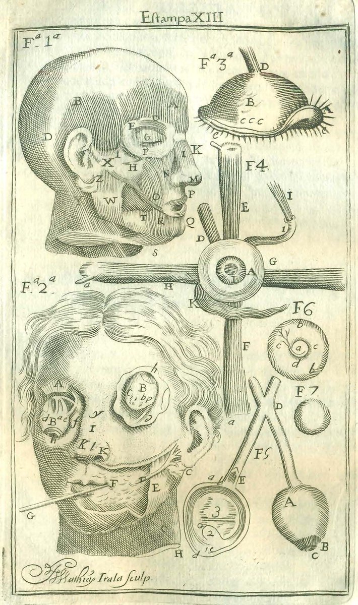 La décimotercera lámina (h. 418) de la “#Anatomía completa del hombre” (Madrid, 1757) de Martín Martínez (1684-1734), grabada por Matías de Yrala (1680-1753), "representa los ojos y los músculos de la cara" #histmed #sigloXVIII 
bibliotecavirtual.ranm.es/ranm/es/consul…