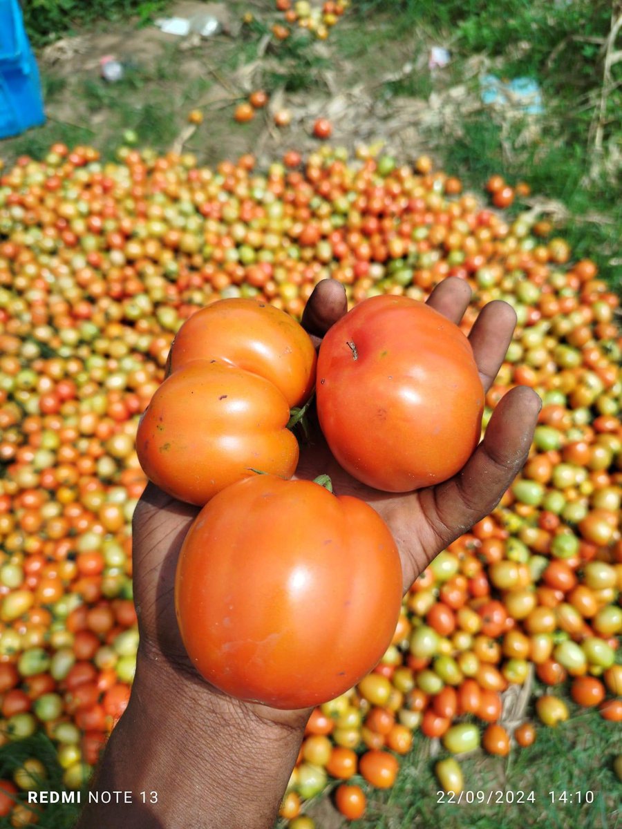 BobMfonmma's tweet image. Hello @ginonaija, I have a tomato farm that yields a lot of produce over time. It will provide enough raw materials for our beloved Gino Tomato Paste🌝

Below are a some pictures I took three days ago from a few of my harvested tomatoes.