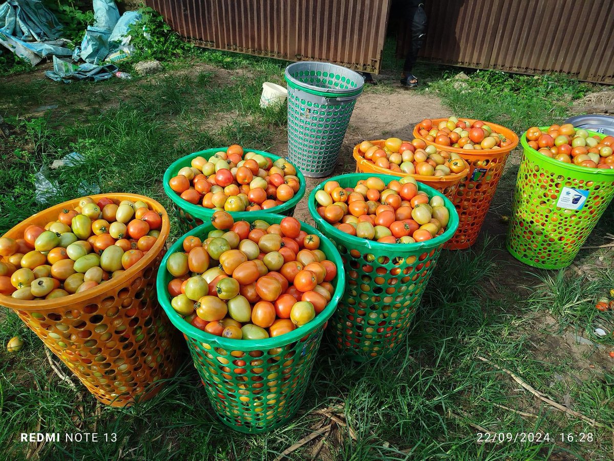 BobMfonmma's tweet image. Hello @ginonaija, I have a tomato farm that yields a lot of produce over time. It will provide enough raw materials for our beloved Gino Tomato Paste🌝

Below are a some pictures I took three days ago from a few of my harvested tomatoes.