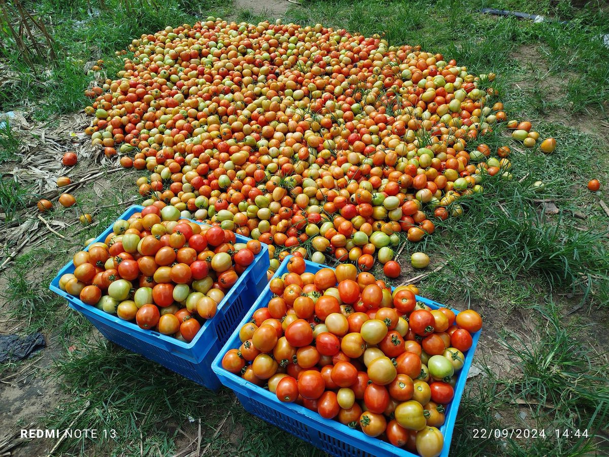 BobMfonmma's tweet image. Hello @ginonaija, I have a tomato farm that yields a lot of produce over time. It will provide enough raw materials for our beloved Gino Tomato Paste🌝

Below are a some pictures I took three days ago from a few of my harvested tomatoes.