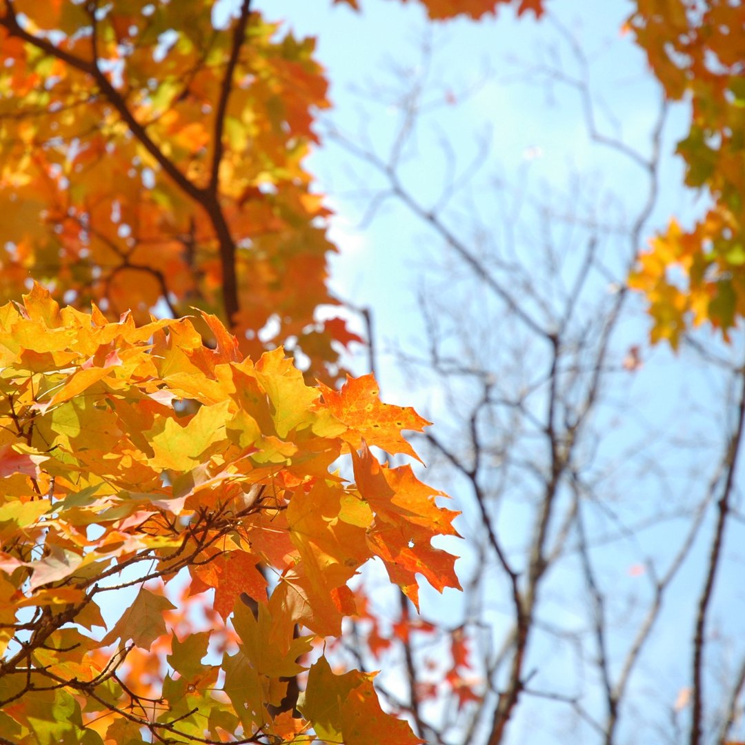 Yesterday marked the first day of Autumn! 🍂

Are you already feeling nostalgic for the sunny days of summer, or are you excited about the cooler weather and cozying up under a blanket? 🌧️