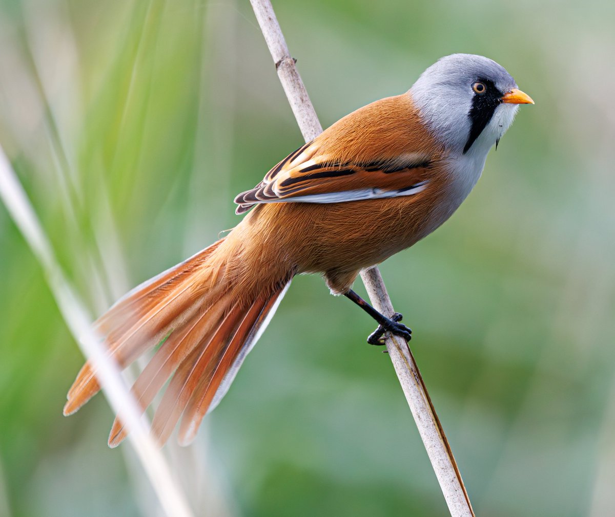 sean mulqueen (@carper18) on Twitter photo 