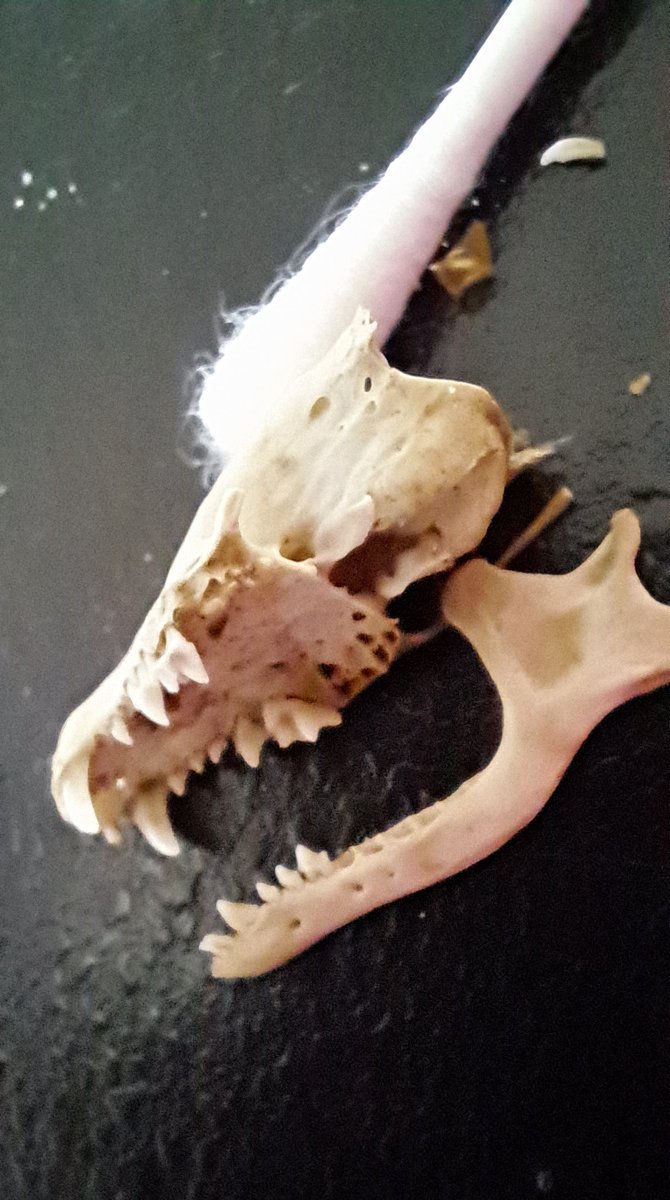 JiscaDijk's tweet photo. #Wezel #MustelaNivalis #Twente #Oelerschoolpad #skull #schedel
Dit vond ik ook nog op mijn pad:
moet het schedeltje van een wezel zijn - 
een roofdiertje met een scherpe beet 😉
Wattenstaafje voor afmeting https://t.co/4WBkr6SOdE
