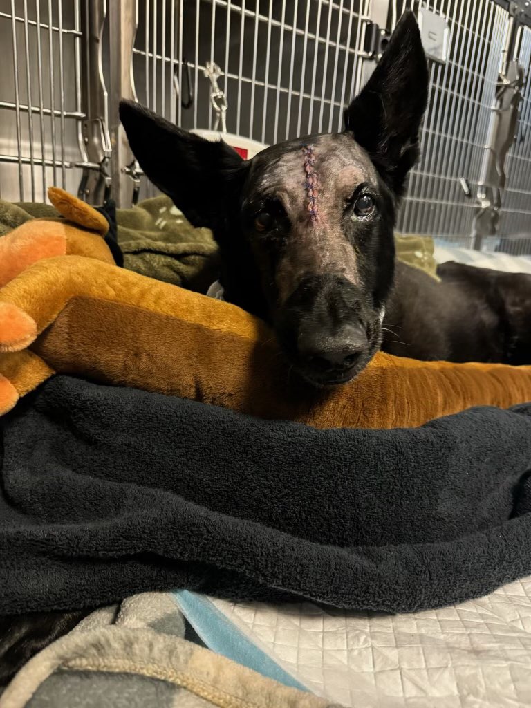 LARA ONCOLOGY VETERINARY EXPERTS LIMITED