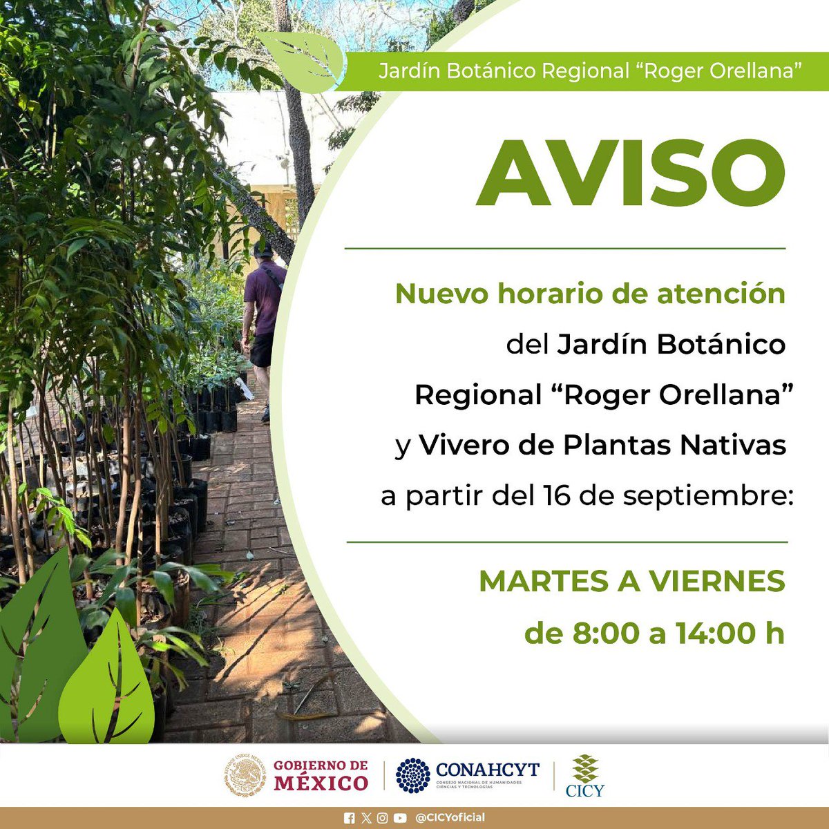 CICYoficial's tweet photo. ¡𝐍𝐔𝐄𝐕𝐎 𝐇𝐎𝐑𝐀𝐑𝐈𝐎!

Te esperamos de 𝐦𝐚𝐫𝐭𝐞𝐬 𝐚 𝐯𝐢𝐞𝐫𝐧𝐞𝐬 𝐝𝐞 𝟖:𝟎𝟎 𝐚 𝟏𝟒:𝟎𝟎 𝐡 en el Jardín Botánico Regional "Roger Orellana" y el Vivero de Plantas Nativas. https://t.co/SF4KPuqijo