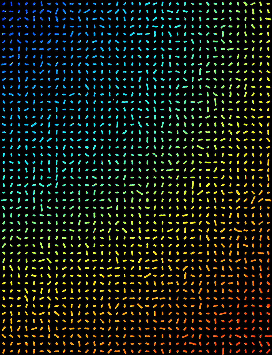 Megan Behringer tweet media