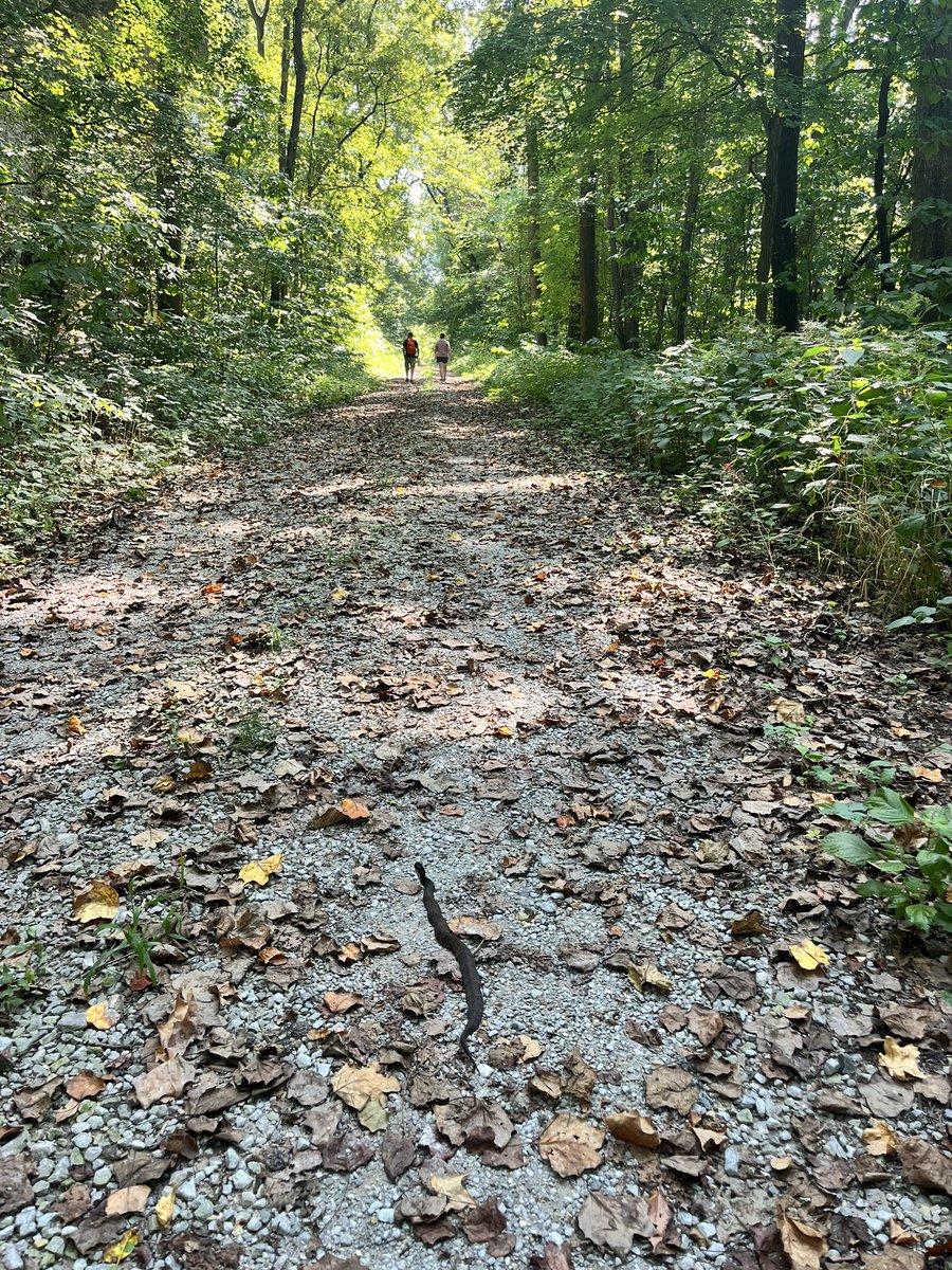 More fun finds along Snake Rd 🐸🐍🐍🐍 and a new species find for me! <a href="/HoltSandorf/">Mr. Sandorf</a>