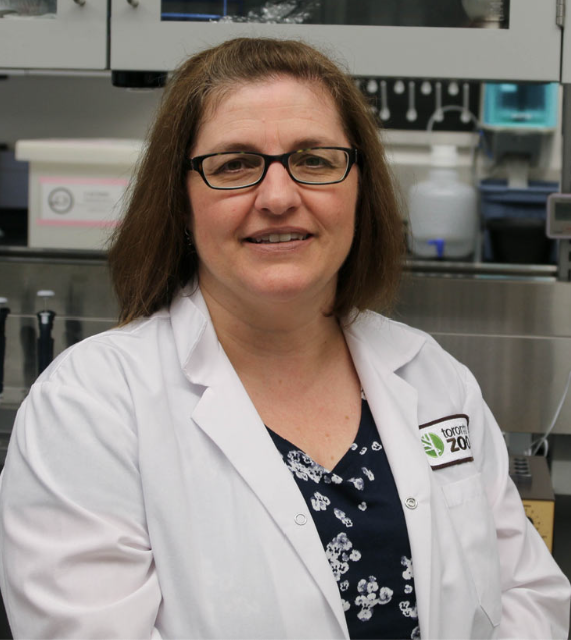 The Toronto Zoo (@thetorontozoo) on Twitter photo We are thrilled that Dr. Gabriela Mastromonaco, Senior Director of Wildlife Science & world-renowned reproductive scientist, has been nominated for the prestigious Indianapolis Prize, often referred to as the "Nobel Prize for animal conservation"
MORE: bit.ly/4exivpf We are thrilled that Dr. Gabriela Mastromonaco, Senior Director of Wildlife Science & world-renowned reproductive scientist, has been nominated for the prestigious Indianapolis Prize, often referred to as the "Nobel Prize for animal conservation"
MORE: bit.ly/4exivpf