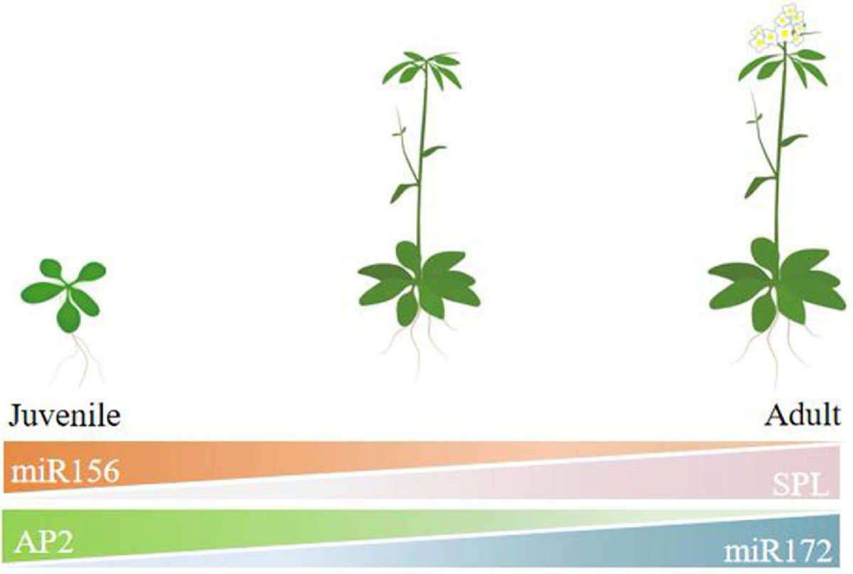 ForestryRes's tweet photo. #ForestryRes #flowerstyle #instaflower
Flowering in forest trees: MicroRNAs miR156, miR172, miR159, miR169 key to timing regulation. 🌱🌸🌳
@MaximumAcademic @FrontPlantSci @foresters
Details: https://t.co/BQDtvcHQjP https://t.co/Jk5xPor3Fr
