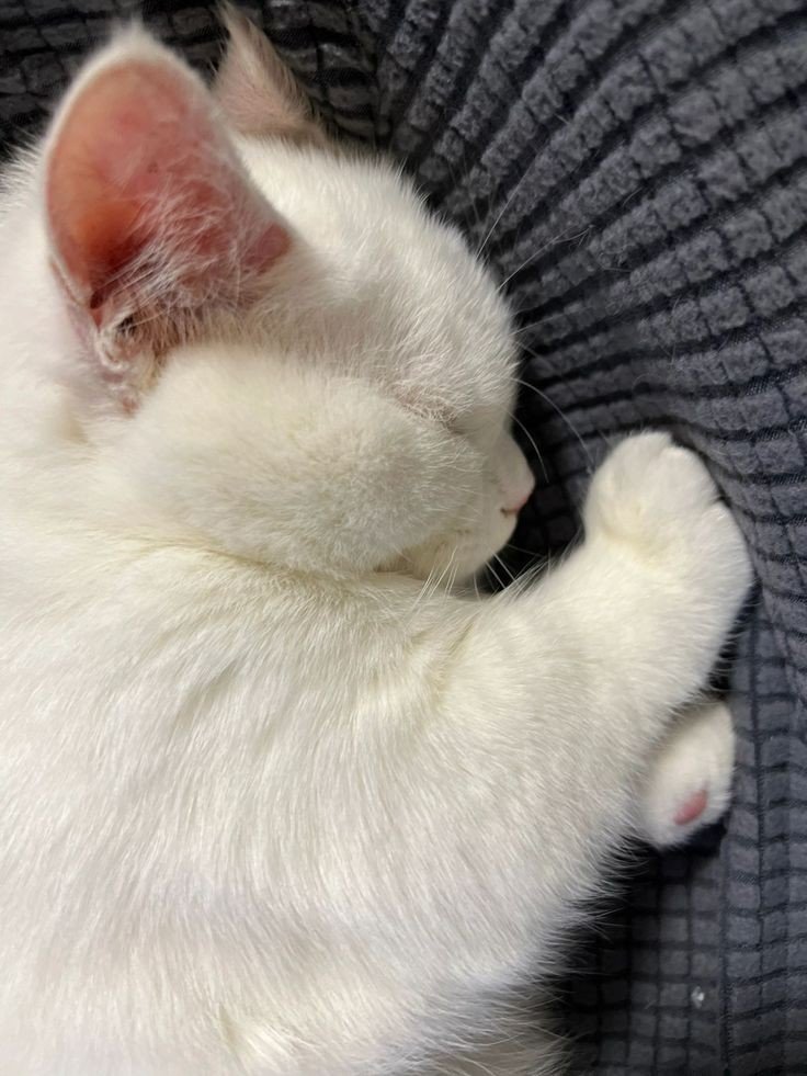 nocontextscats's tweet photo. Mood https://t.co/ecwtk1N3cr