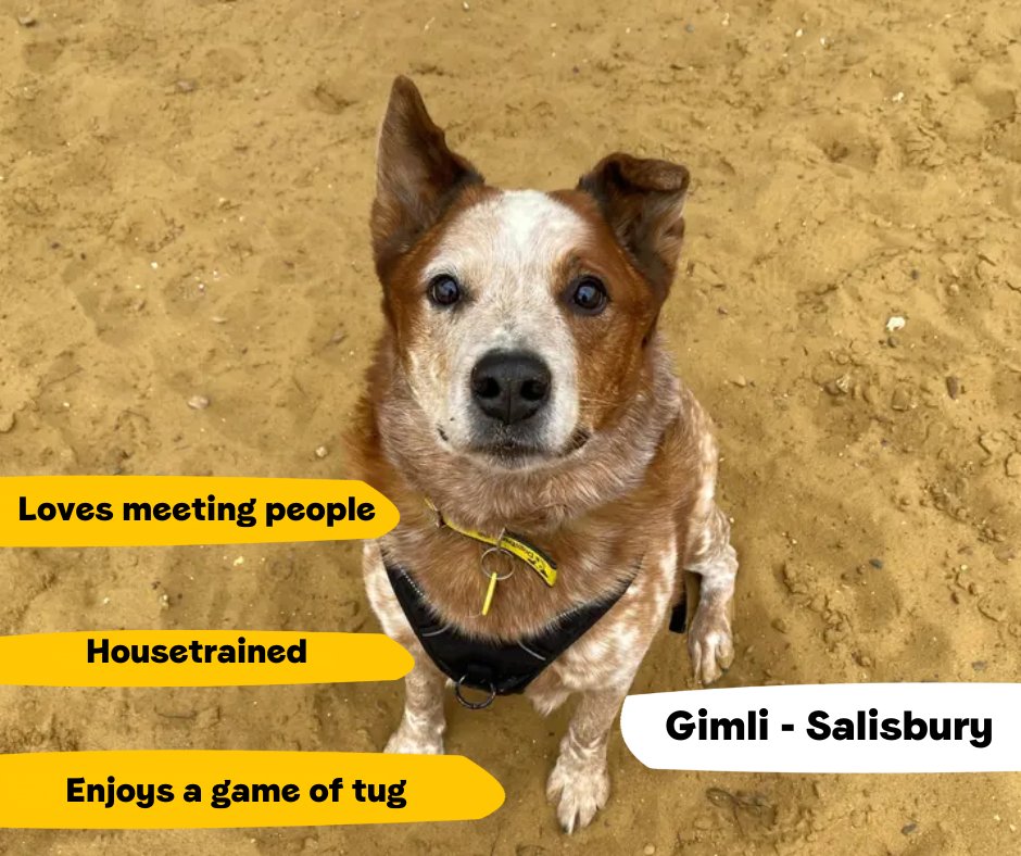 Dogs Trust 💛🐶 tweet media