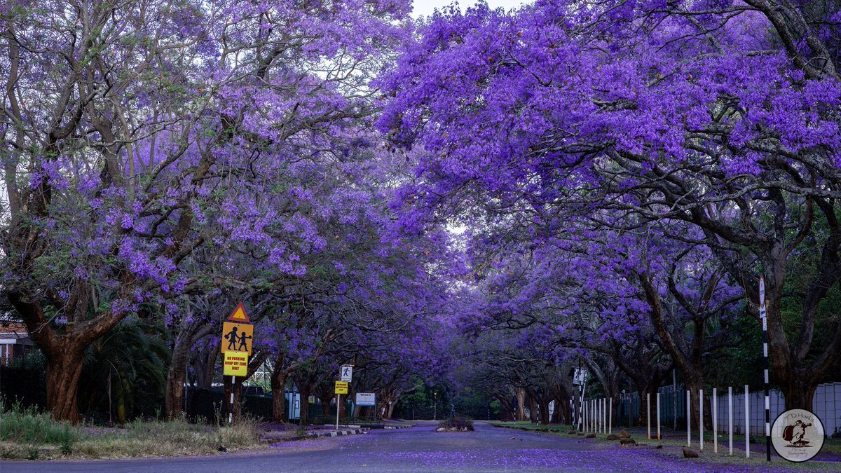 Timothy Marks 🎥 🇿🇼 🐘 tweet media