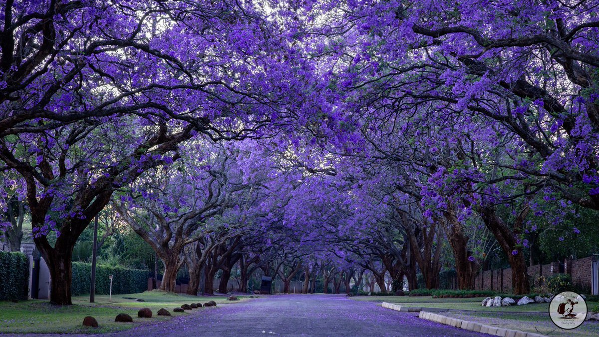 Timothy Marks 🎥 🇿🇼 🐘 tweet media