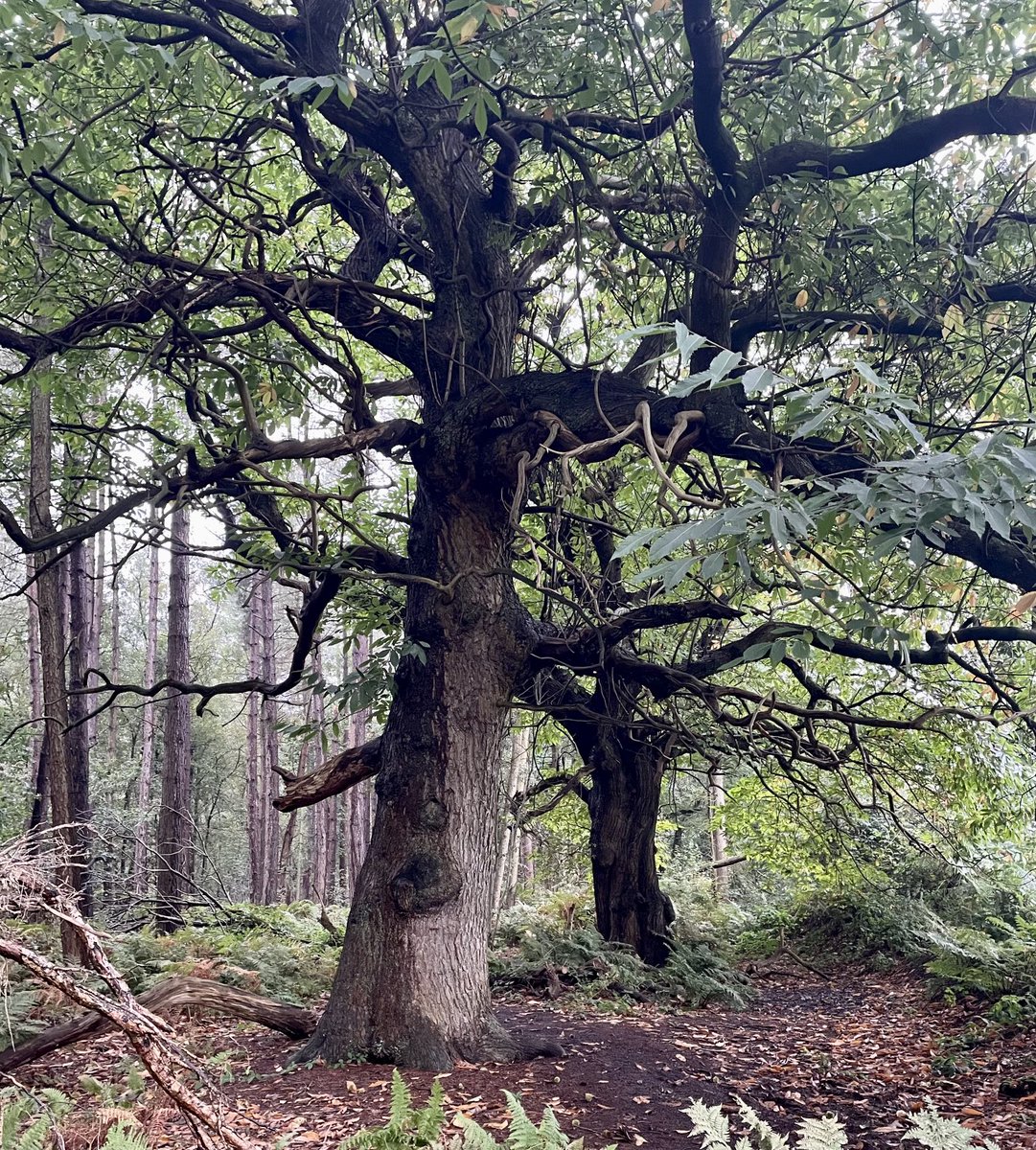 Out in the ancient Kingswood today - hunting truffles - keeping🤞