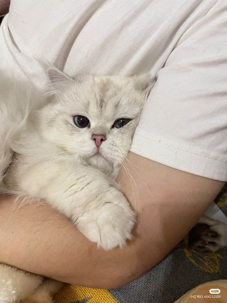 No Context Cats tweet media