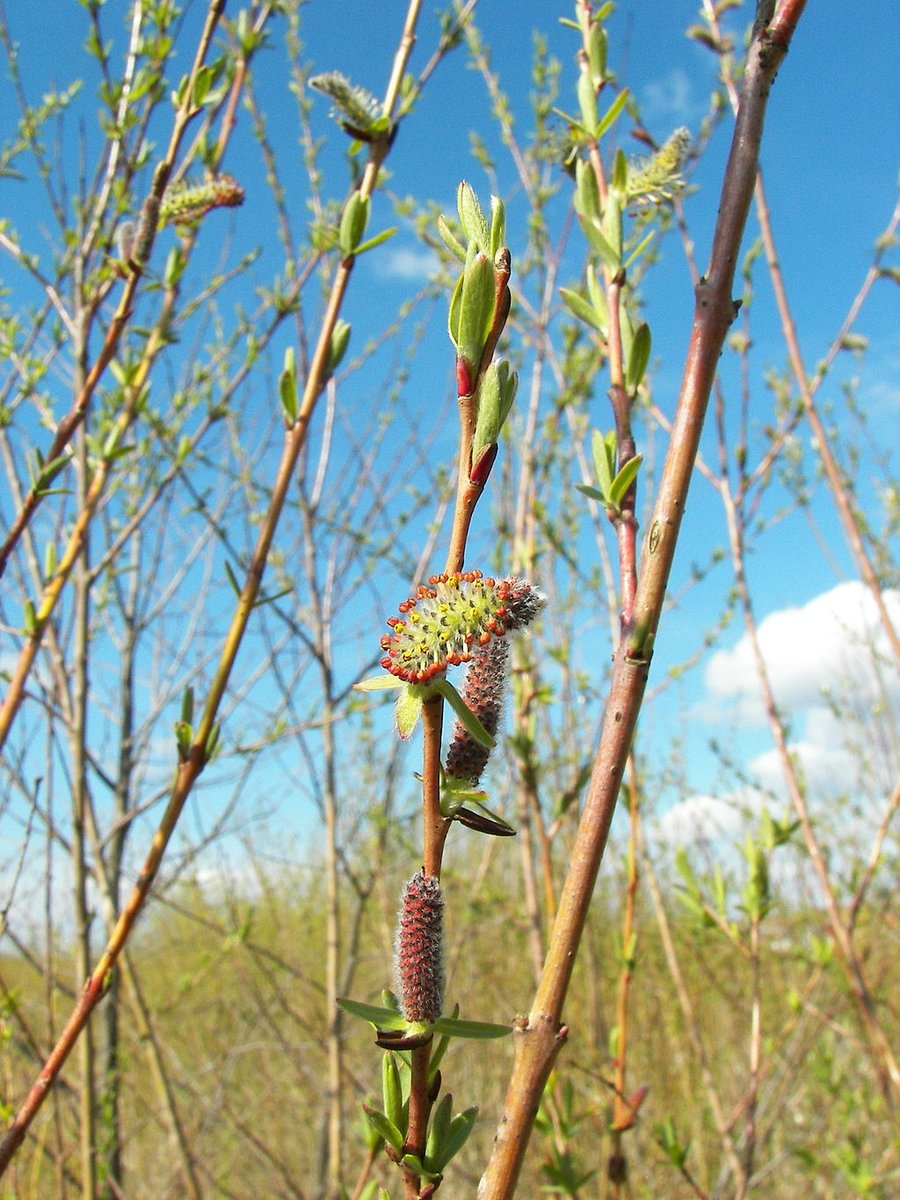 pollinaction's tweet photo. Salice rosso 🌳🌿
Il salice rosso (Salix purpurea) è un arbusto alto 3-4 metri. Vive lungo i fiumi e i ruscelli, talvolta anche nelle sabbie umide del letto che vengono periodicamente sommerse dalle piene: leggi la scheda!
#LIFEprogramme #Salix #salice #impollinatori #api https://t.co/M4Aiaz6Hq1