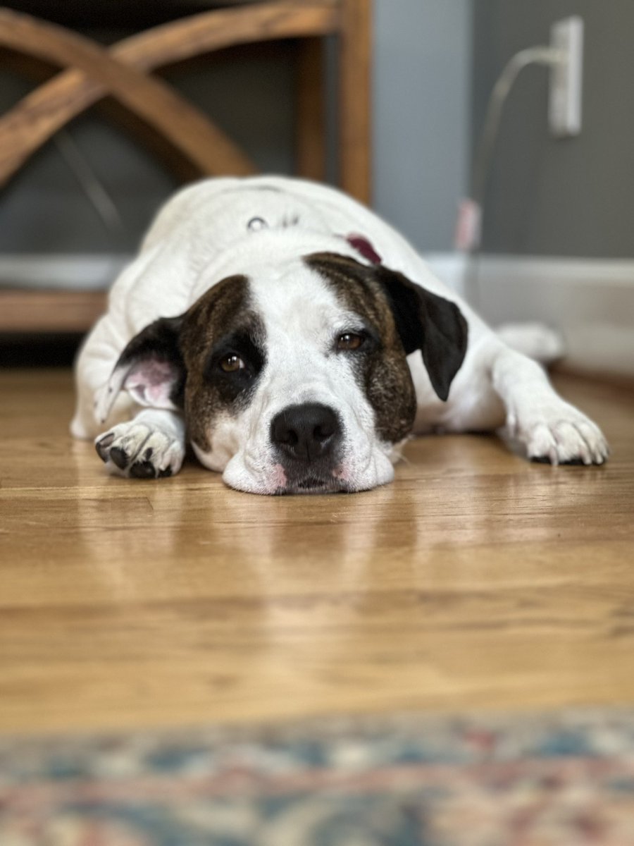 Monday again?! Work again?! I sure wish the weekends were longer Momma!!! - Love Quinnie ❤️