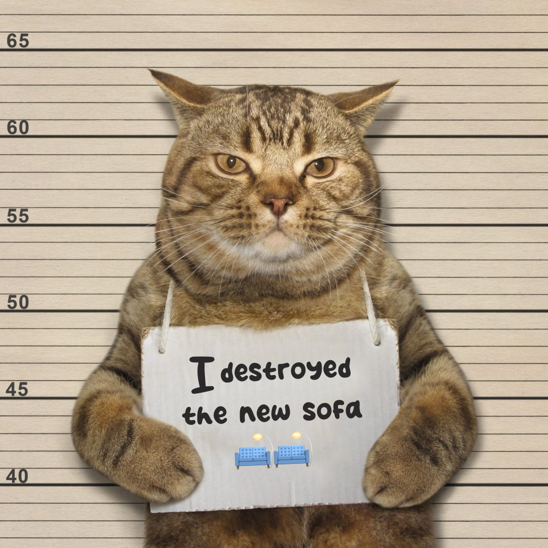 SofaCatSPL's tweet image. release me... hooman.. please