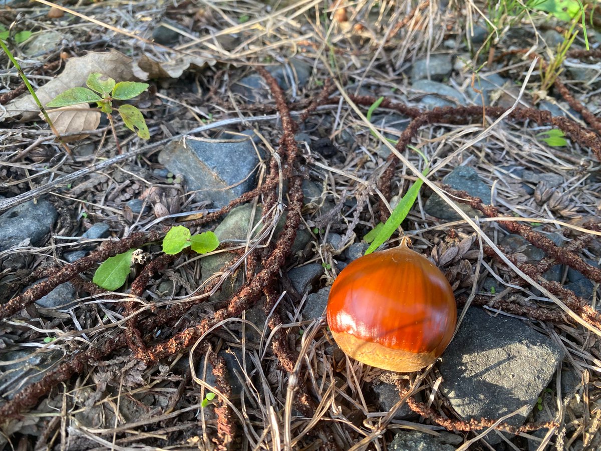 mumutsutsukikis's tweet photo. おはようございます！
秋の味覚を置いておくので好きに使ってください

今日も張り切っていきましょう！
#栗 
#秋の味覚 
#ポジティブ
#fineface
#写真 https://t.co/tUdsbZXaVk