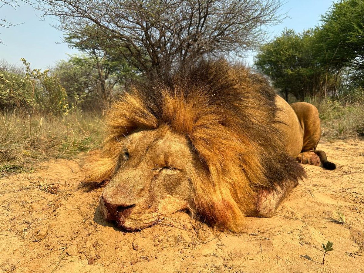 Protect_Wldlife's tweet photo. Mexican trophy hunter Yarett Lopez after killing this beautiful Lion. ~ "I couldn't believe the size of this animal and how beautiful its mane, the scars on its face, I knelt down next to it and thanked it for taking its life."

The Lion was sleeping when they came across it! 🤬

#EndTrophyHunting NOW!!