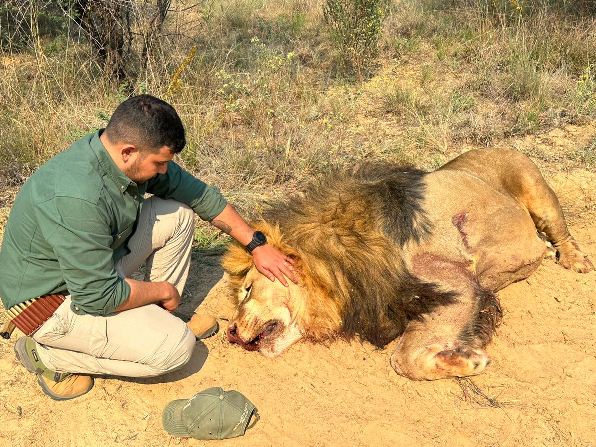 Protect_Wldlife's tweet photo. Mexican trophy hunter Yarett Lopez after killing this beautiful Lion. ~ "I couldn't believe the size of this animal and how beautiful its mane, the scars on its face, I knelt down next to it and thanked it for taking its life."

The Lion was sleeping when they came across it! 🤬

#EndTrophyHunting NOW!!