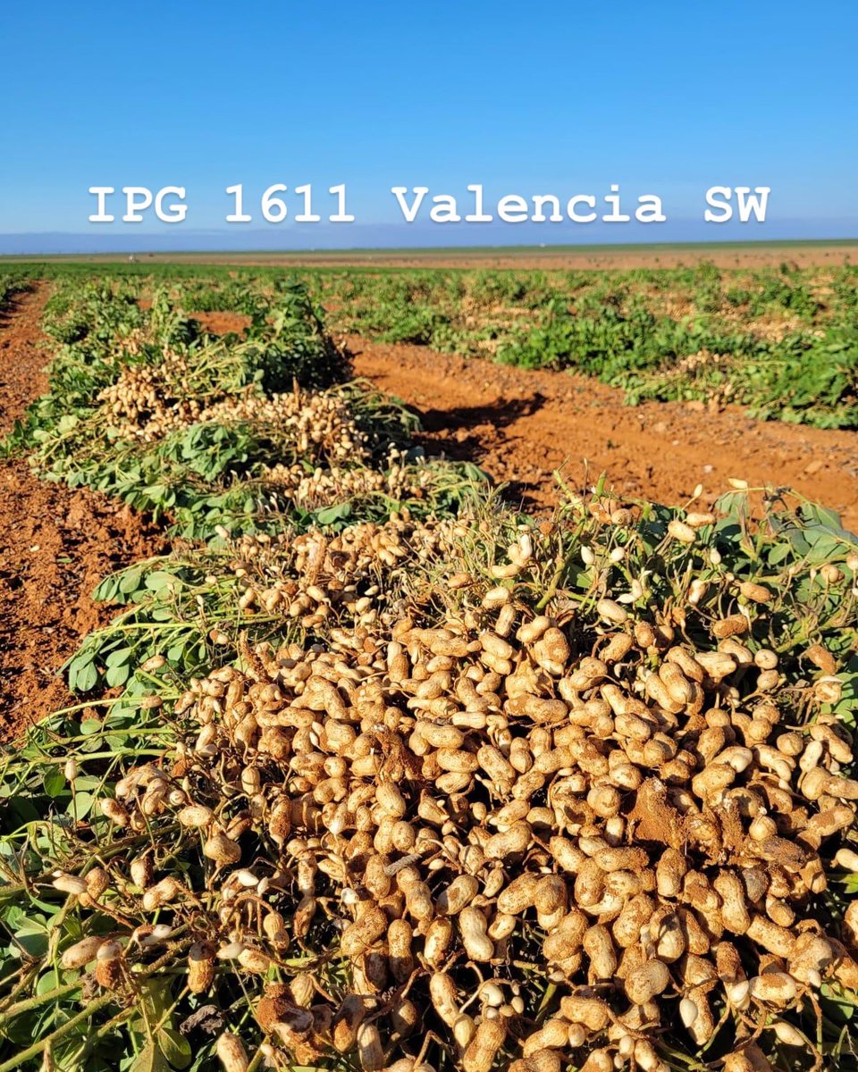 growingthegood's tweet photo. Here are a few pictures of our recently-dug #valencias and #runners in #Texas and #Mexico. #growingthegood https://t.co/d2rMDZ6oAC