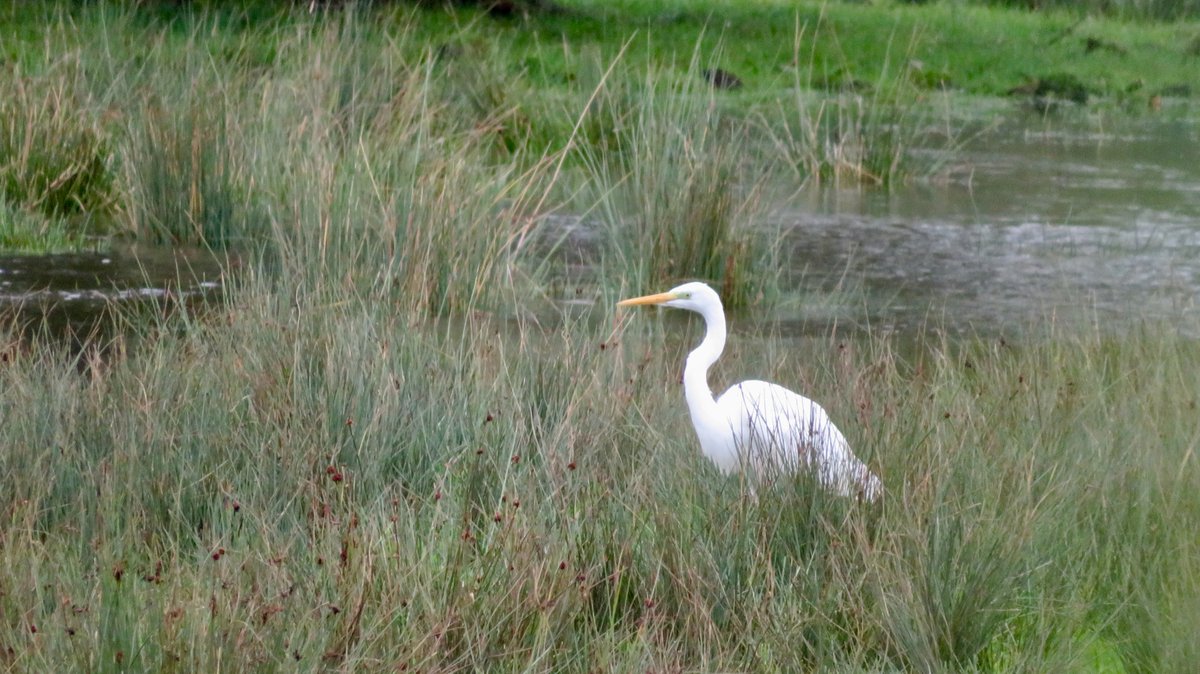 An afternoon patch walk produced a GWE on floodwater at Redbournbury. Otherwise, new arrivals were a bit thin on the ground with 50+ Linnets and 150+ Mallard! #hertsbirds