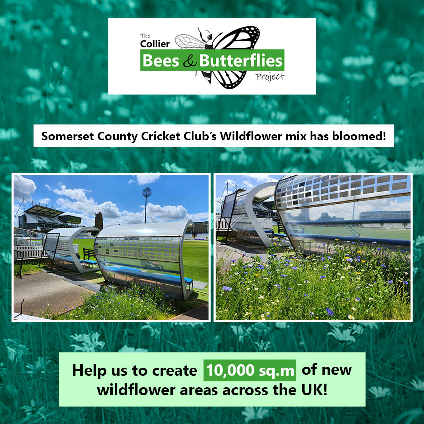 CollierTurfCare's tweet photo. Somerset County Cricket Club's wildflower mix has bloomed!💮😁
@SimonBest007 https://t.co/DWsLIrp8Zd