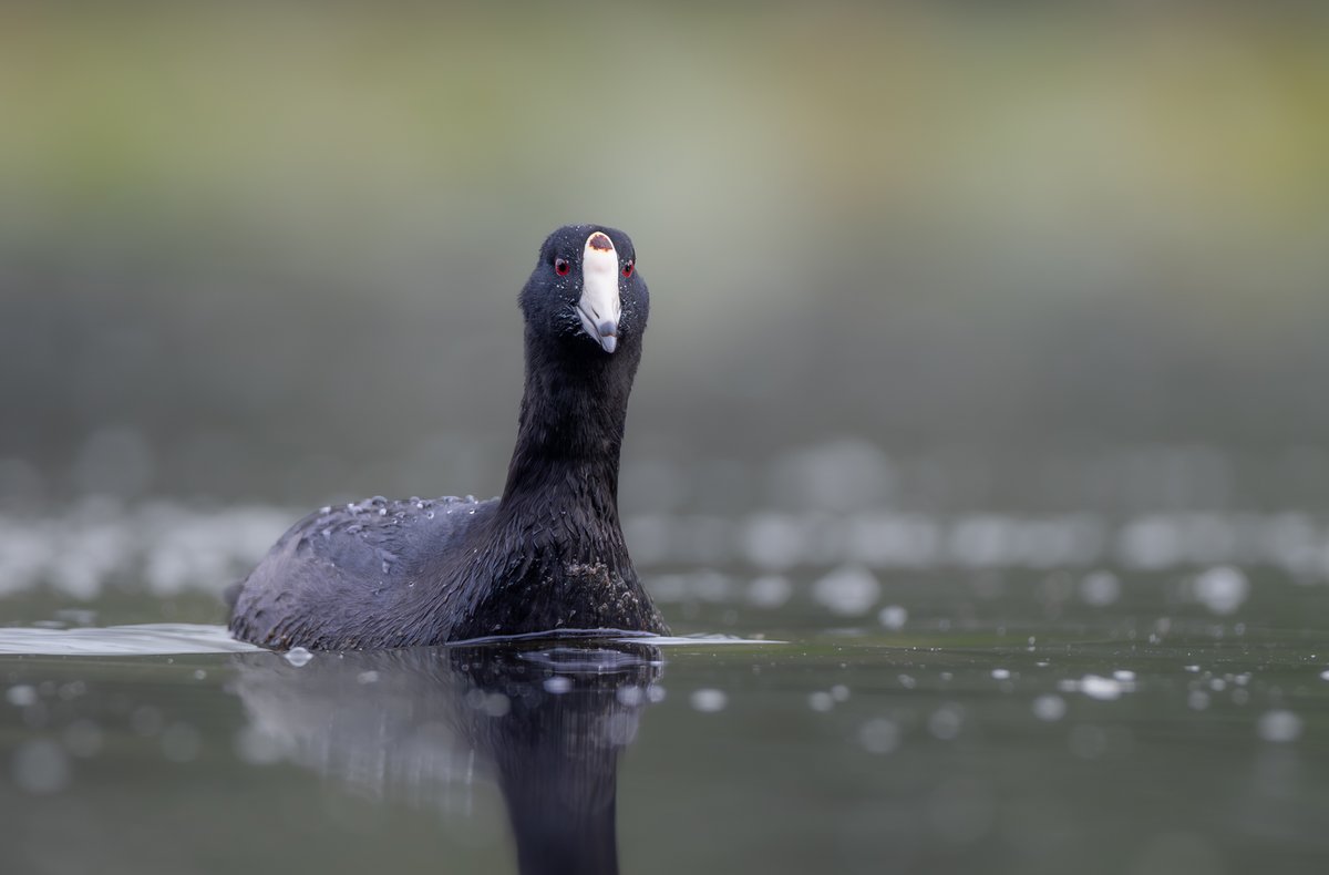 BirdsofBc's tweet photo. this weekend, i saw more American Coots in one day that i did in all of last year. #birdphotography #naturephotography #wildlife #nature #birding #britishcolumbia #Canada #Vancouver #wildlifephotography #birdsofbc #canon #canonphotography #wild #birds #bestbirds #birdsofCanada https://t.co/sA2zFhsSuJ