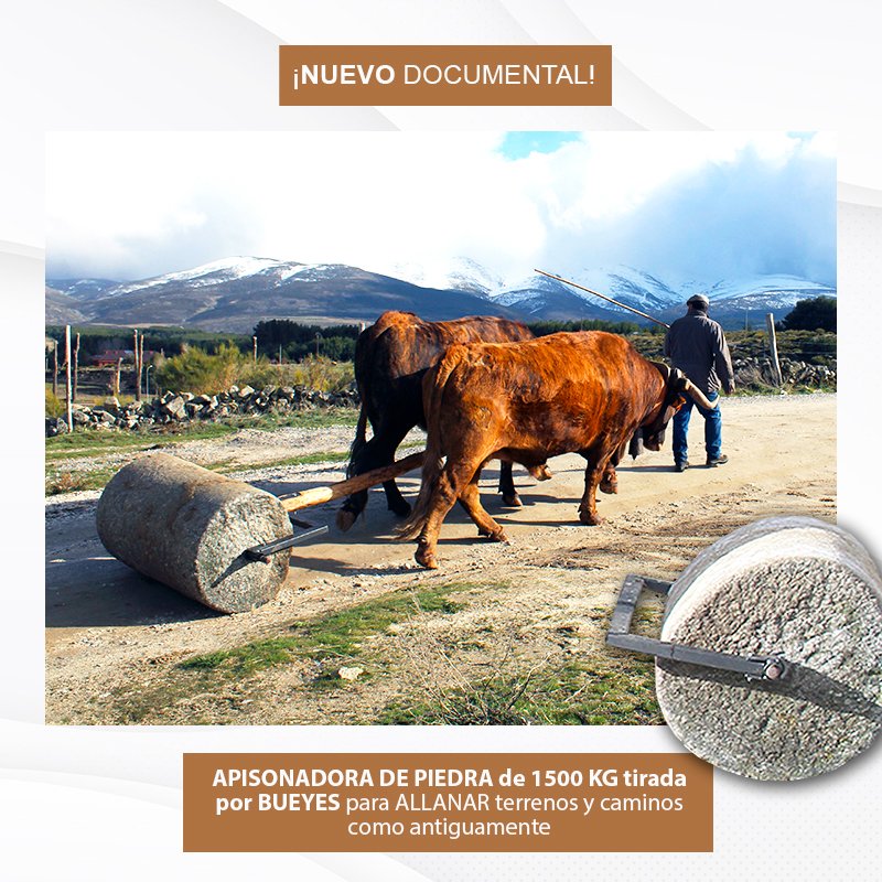 🔴🎥 ESTRENO | #APISONADORA de piedra de 1500 kg tirada por #BUEYES para allanar terrenos y caminos como antiguamente. #OficiosPerdidos 

🕣 HOY a las 20:30h en mi canal de #Youtube: youtube.com/c/eugeniomones…
 
 ⏲️ Duración: 9 minutos

¡Espero que os guste! 😀