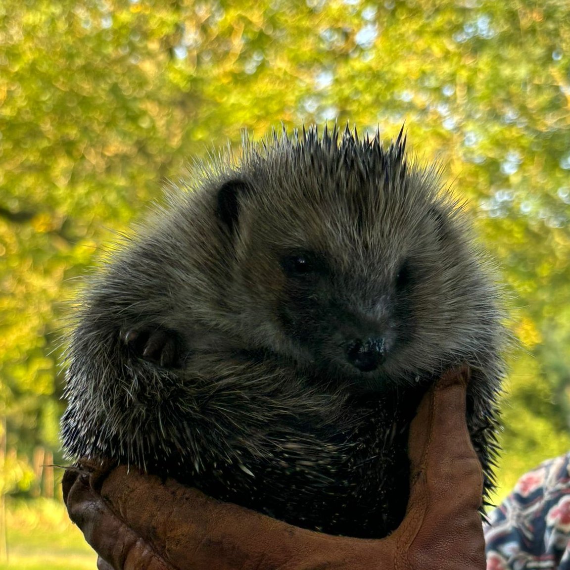 🦔🦔 We are delighted to welcome some prickly new residents to the Cathedral grounds - hedgehogs!  

As part of an ongoing conservation effort 4 hedgehogs, rescued by Shepreth Hedgehog Hospital, have been carefully released around the grounds, complete with new hedgehog houses.