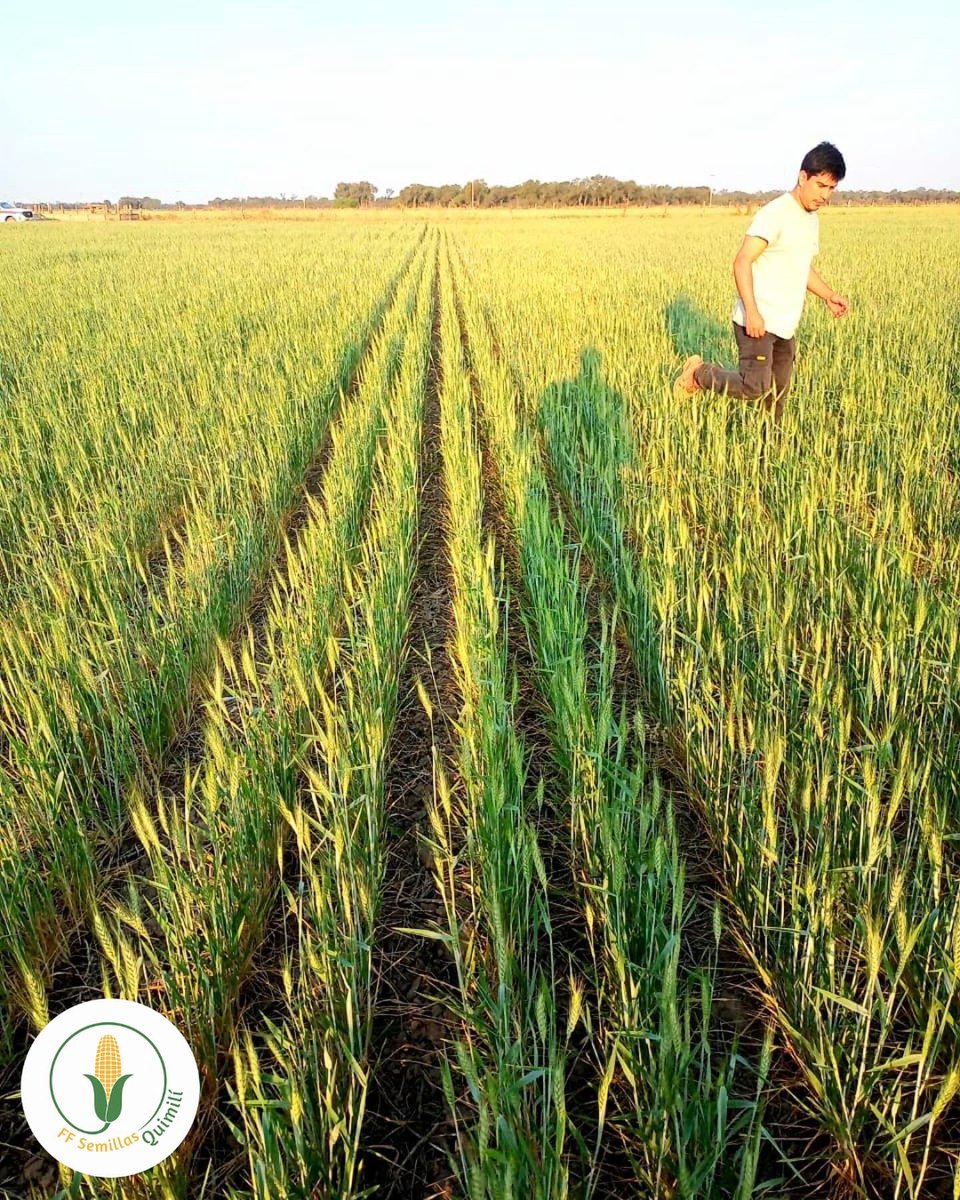 FFSemillasQml's tweet photo. Cultivo de Trigo en SDE
Variedad DM Pehuén
Fecha de Siembra 24/05/24
21cm entresurco
Sin lluvias durante el ciclo
Expectativa de rinde ?
@ffsemillasquimili 
#pioneer #pioneersemillas #hechoparacrecer #maiz #maíz #soja #agro #agronomia #siembra #campo #ExperienciaPioneer #trigo https://t.co/s9B8oFV9QX