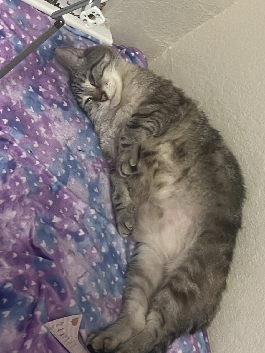 pluviiox's tweet photo. I miss you baby, I wake up and I expect you head butts. I wait to hear your smoker meow in the dark hallway from the bedroom. My heart is broken, I know you’re free from pain but I miss you so much https://t.co/MPOdNyxgyo