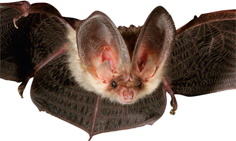 Critically Endangered Species of the Day tweet media