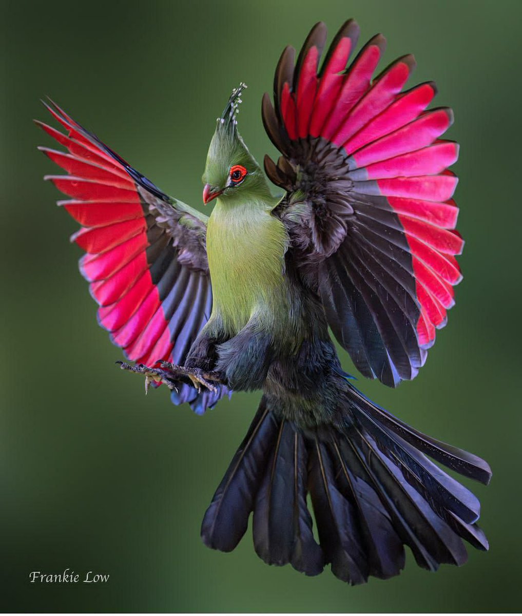 Axaxia88's tweet image. 🐦Meet our beautiful Schlow&apos;s Turaco!