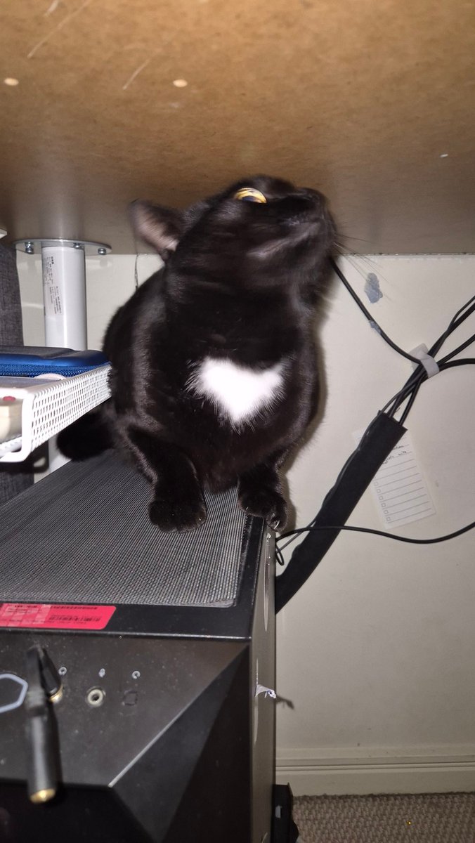 abrokegamedev's tweet image. Got me a pc gremlin