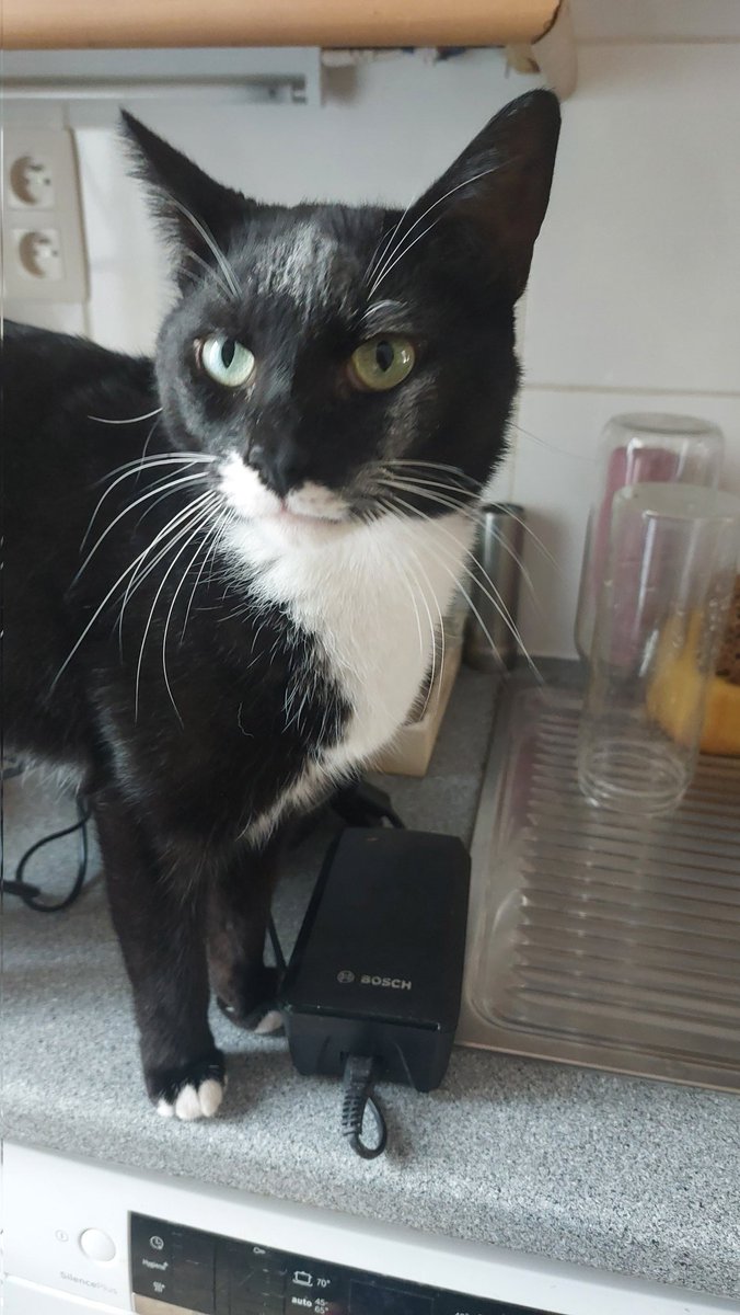 Rogue & Ranger tweet media