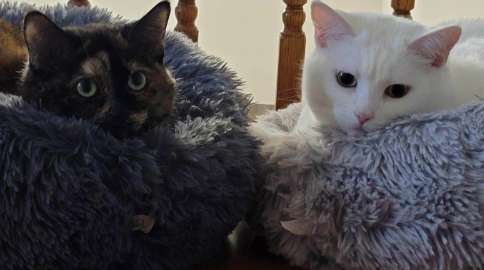 drainbit's tweet photo. Luna (left) has known Mira (right) ever since they were kittens (almost 10 years) so they're heavily bonded. 

There is more information underneath the gofundme regarding Luna's well being and we hope anyone kind enough can help share her charity. https://t.co/ryufA7DVNz
