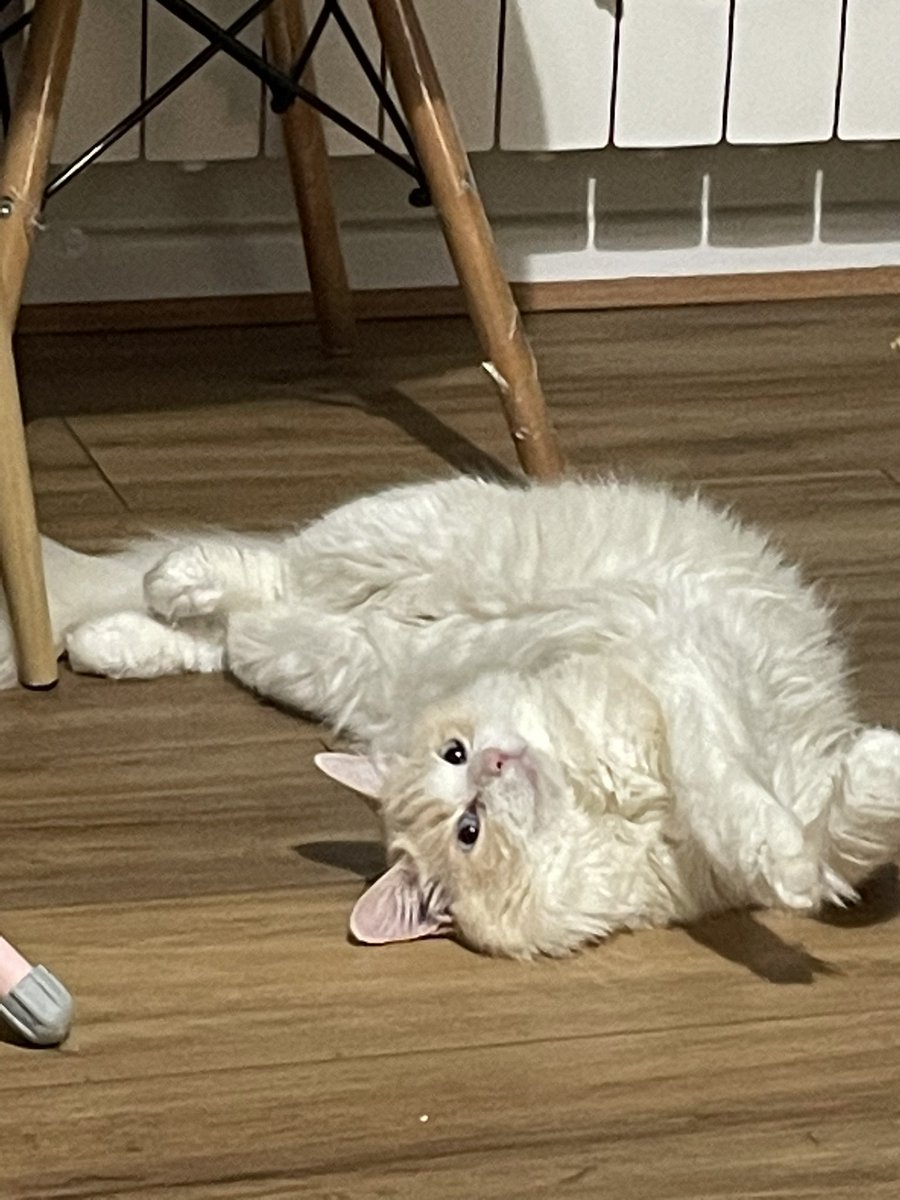 Sometimes we lay down weirdly and stare at mum to make sure she can see 🐱