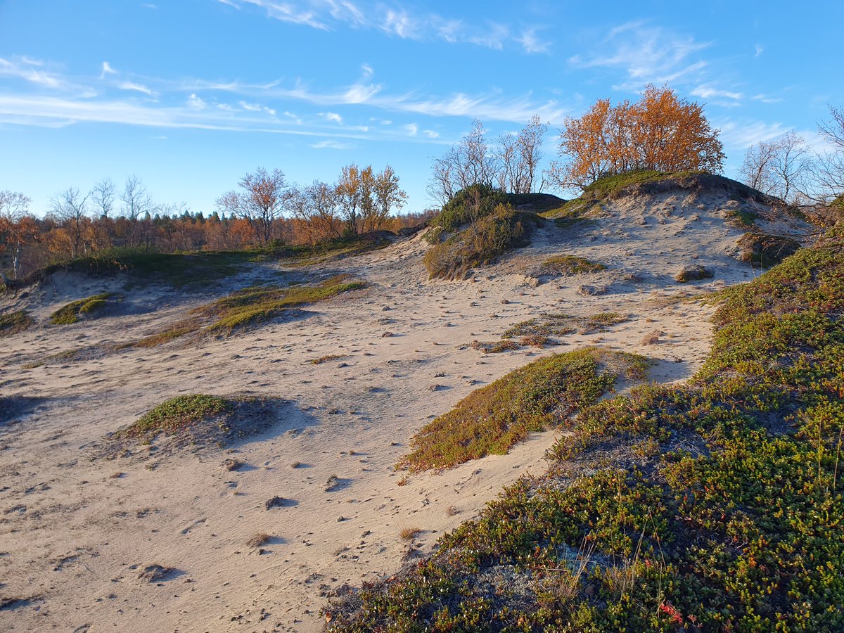 We had another exciting week in northern Finland in the framework of our ArcDune project: field validation of #remotesensing-based mapping results, incredible #dune stratigraphies, and new ideas on sand dune development in a fantastic landscape. <a href="/mel_stam/">Melanie Stammler</a> <a href="/Z_GIS1/">Geoinformatics Salzburg</a> <a href="/GIUB_Research/">Department of Geography Bonn</a>