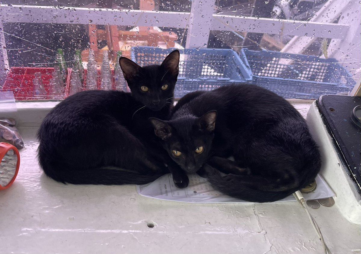 skytrain9's tweet image. #黒猫