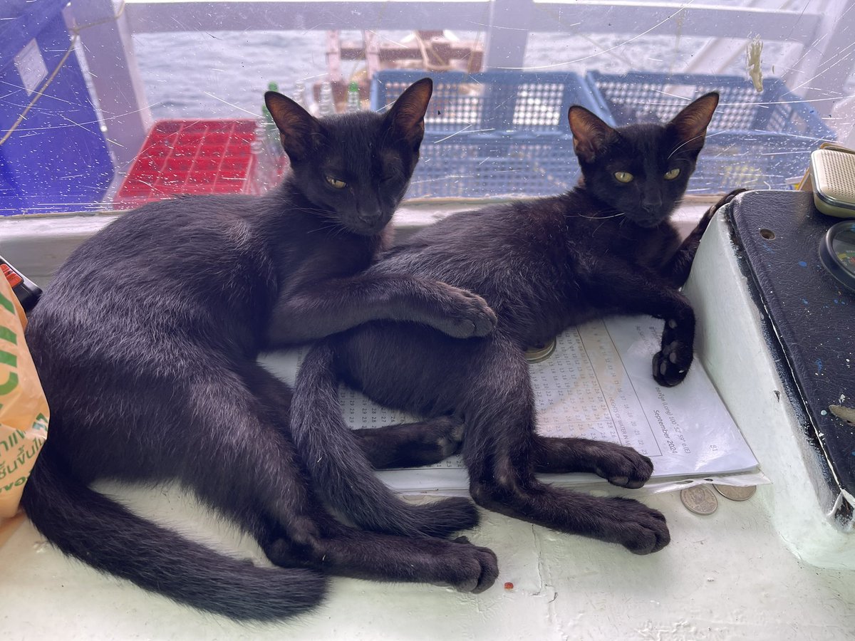 skytrain9's tweet image. #黒猫