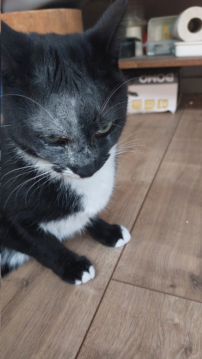 Rogue & Ranger tweet media