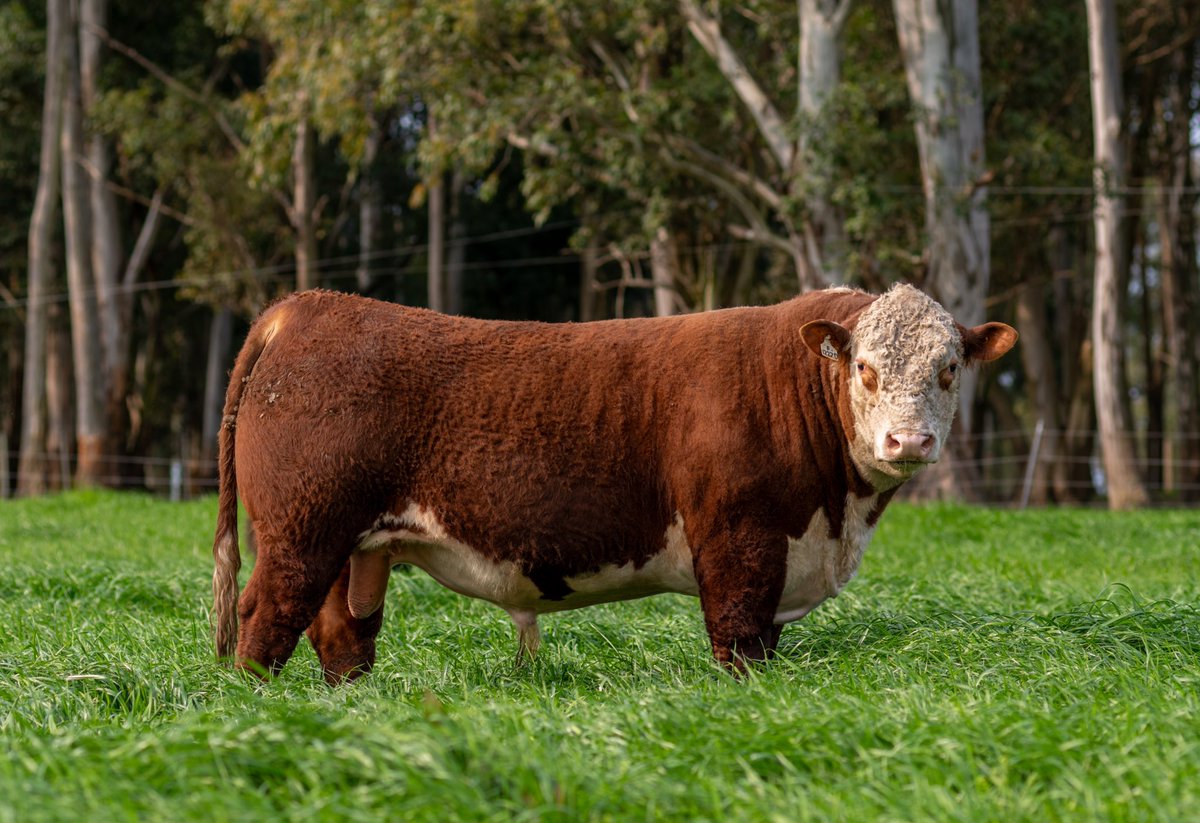 RP 12270 - CSC Bolder 901 x Paraiso Ouropreto x Headliner 3.15

Este toro representa mucho de lo que se viene. CSC Bolder 901 en un vacón Ouropreto x Picasso.

El biotipo del Picasso, el fenotipo del Ouropreto y sangre renovada del Bolder . Se vende el 18/10 en <a href="/SocRuralDurazno/">Sociedad Rural de Durazno</a>