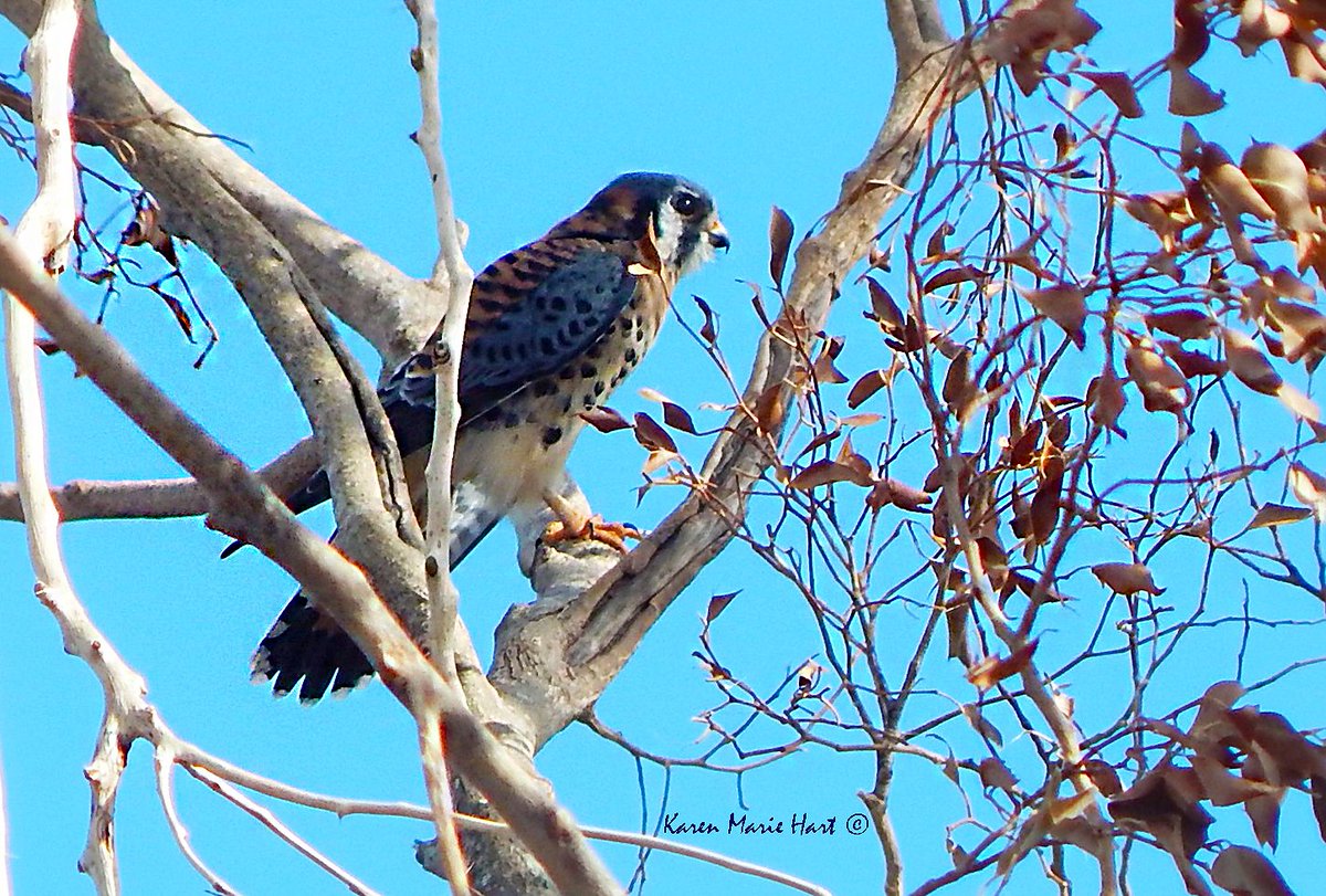 KarenMarieHart's tweet image. &quot;My intuition is my superpower.&quot; &quot;But, they lied about you, called you a burden, and stole your inheritance.&quot; &quot;No, they strengthened me, and taught me comedy, while I created the life of my dreams.&quot; 🧜‍♀️💞🕊️ #FollowYourBliss #DoItAnyway #NothingCanStopYou #BlueFalcon #NatureBeauty