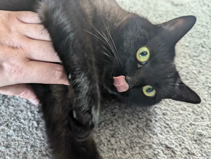 celtbrenny's tweet photo. Announcing for the whole of OCTOBER! Hallow-Stream with @The_Blue_Cross feat Bluebell and Buddies!   🐈‍⬛

We will be playing a huge array of Halloween/Horror inspired games as well as silly party games to try raise awareness and funds to help rehome black cats! 🥰 https://t.co/iAXJ1zp4eg