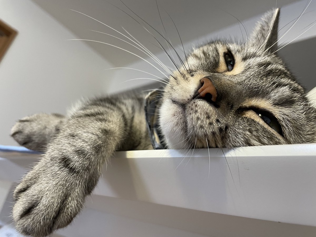 あれ？もう連休終わり…？
#猫 #猫のいる暮らし #アメショ