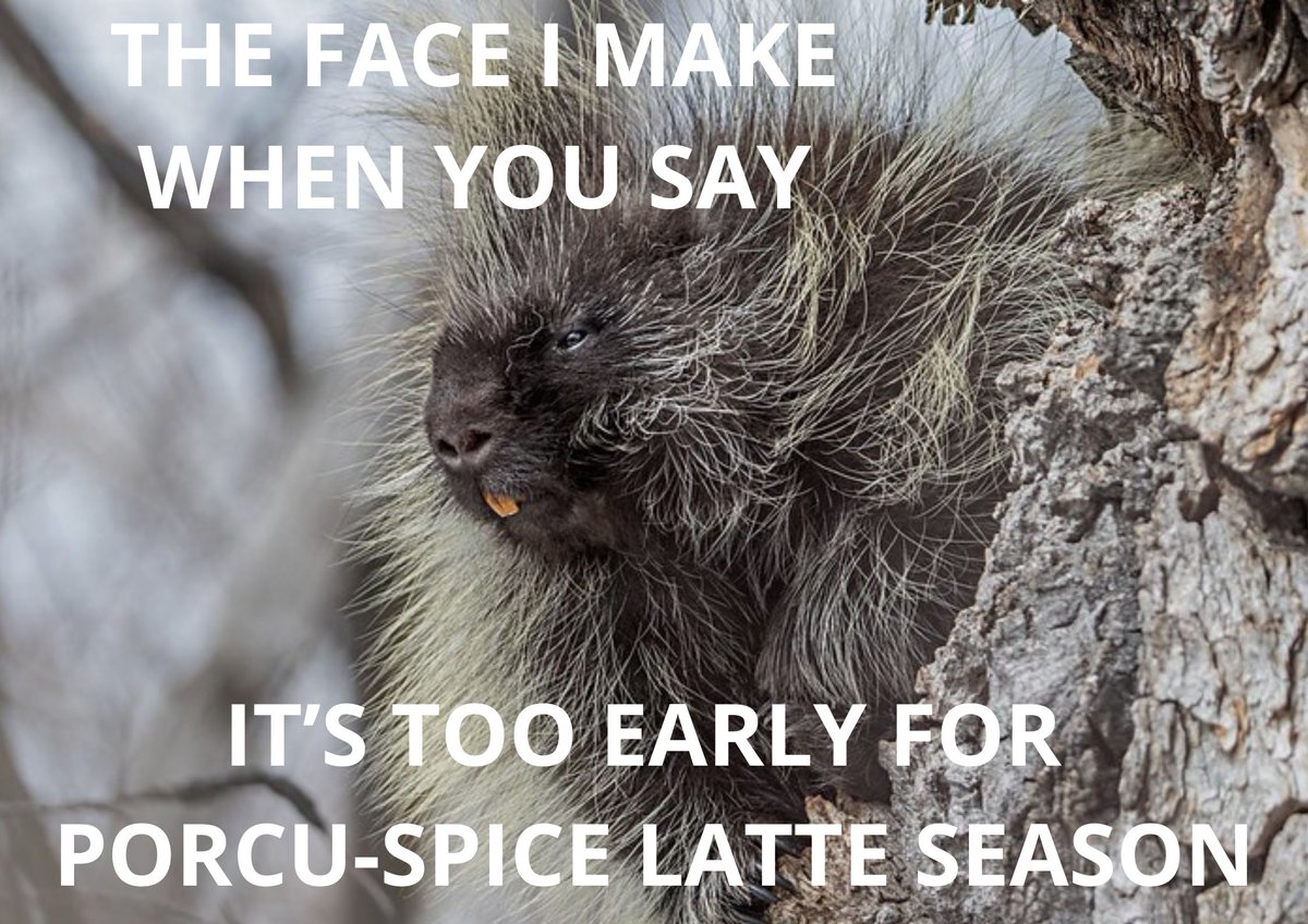 That's what PSL season is... right? 🎃☕