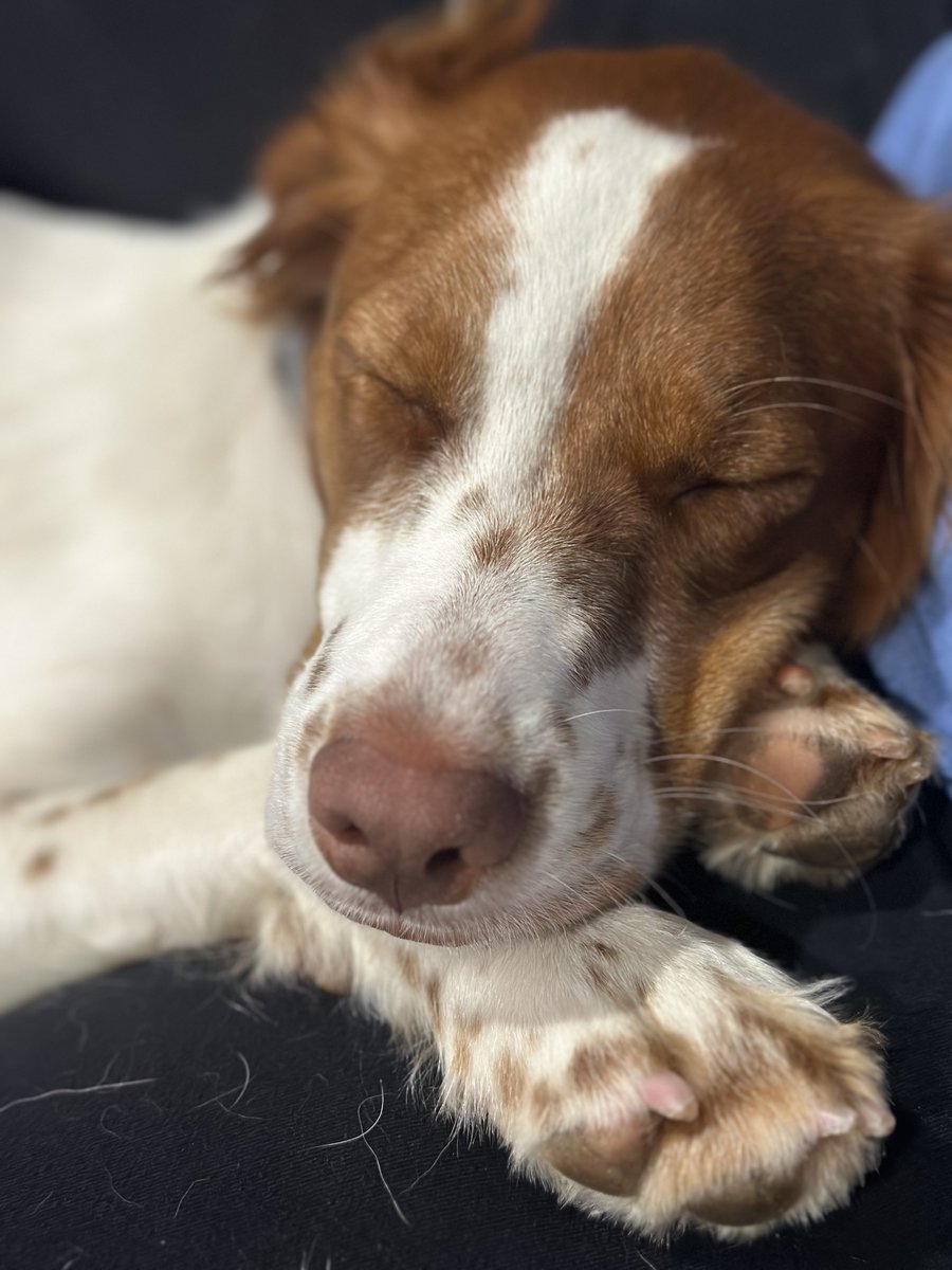 ABrittanyRescue's tweet photo. #ABRalumni Maggie says, "15 more minutes, Mom!" 💤 Who else hit the snooze button this morning, #ABRfamily?
#MondayMoods #snoozebutton #ABR #AmericanBrittantRescue #AdoptMe https://t.co/BQqRc5zk0i